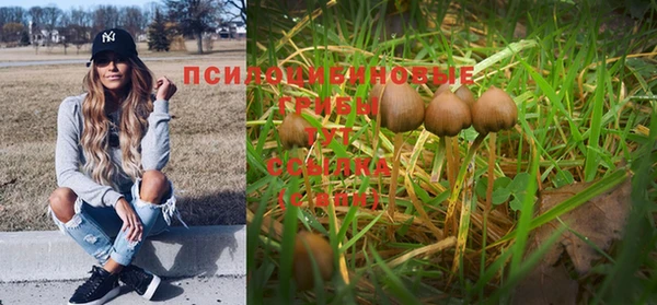 прущие грибы Горно-Алтайск